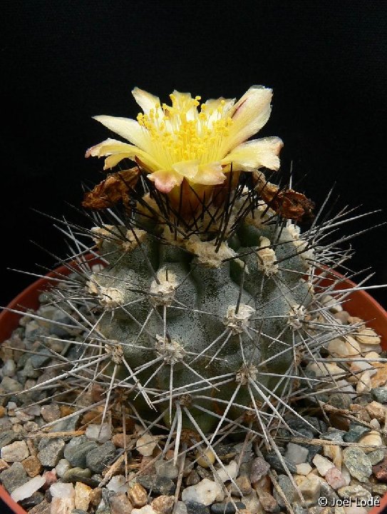 Copiapoa andicola P1210350